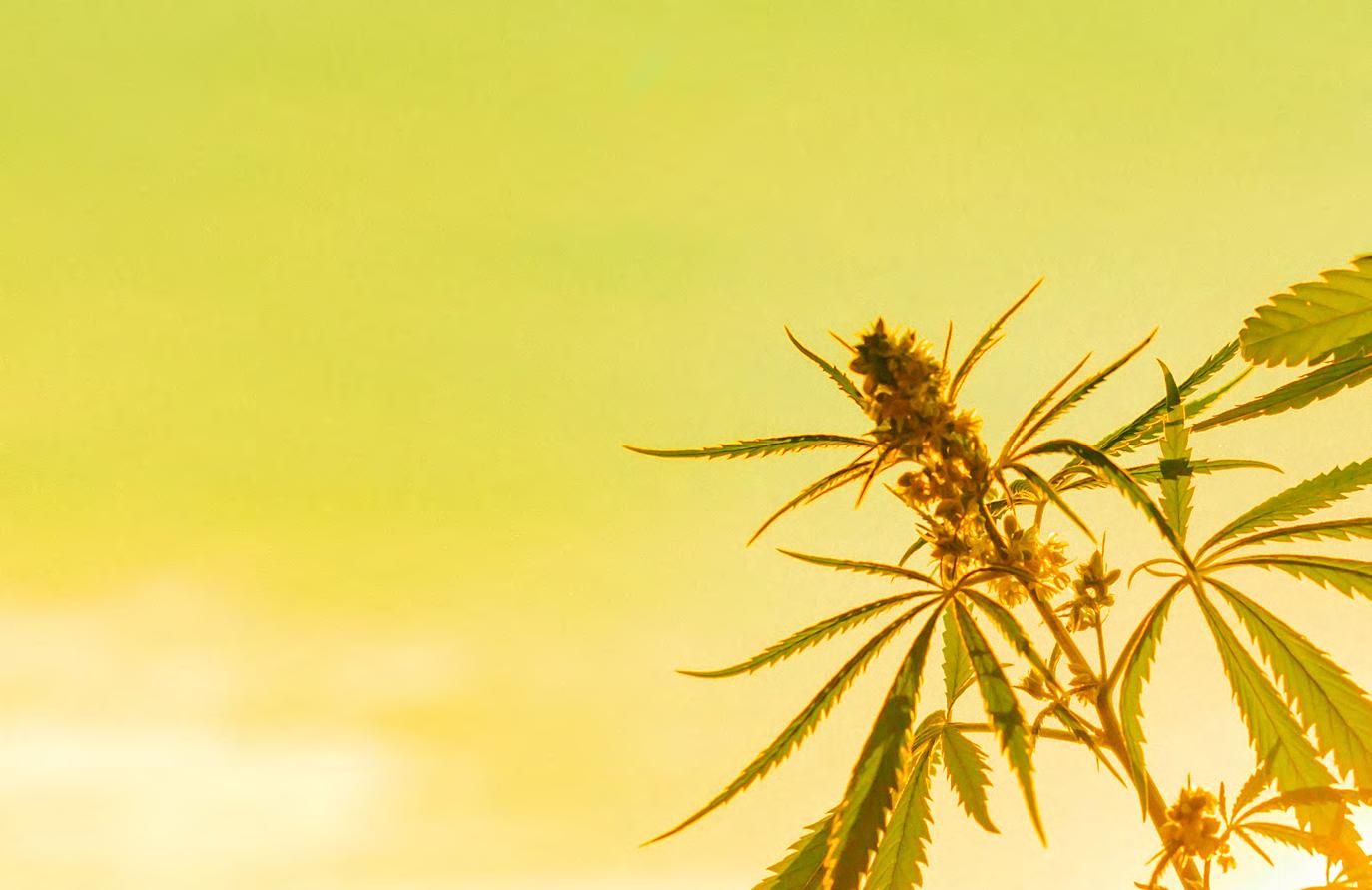 Cover for High on hemp: Florida’s new crop takes off