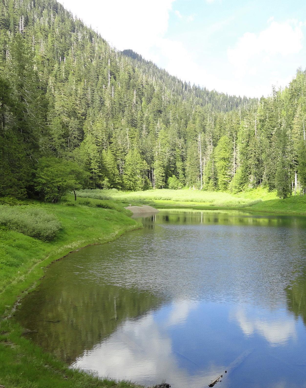 Cover for Satsop Lake via Church Creek