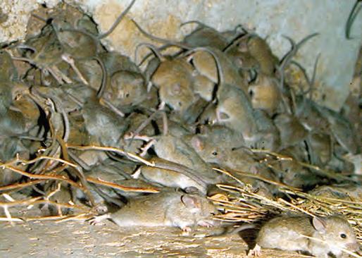 Cover for MICE INFESTATION