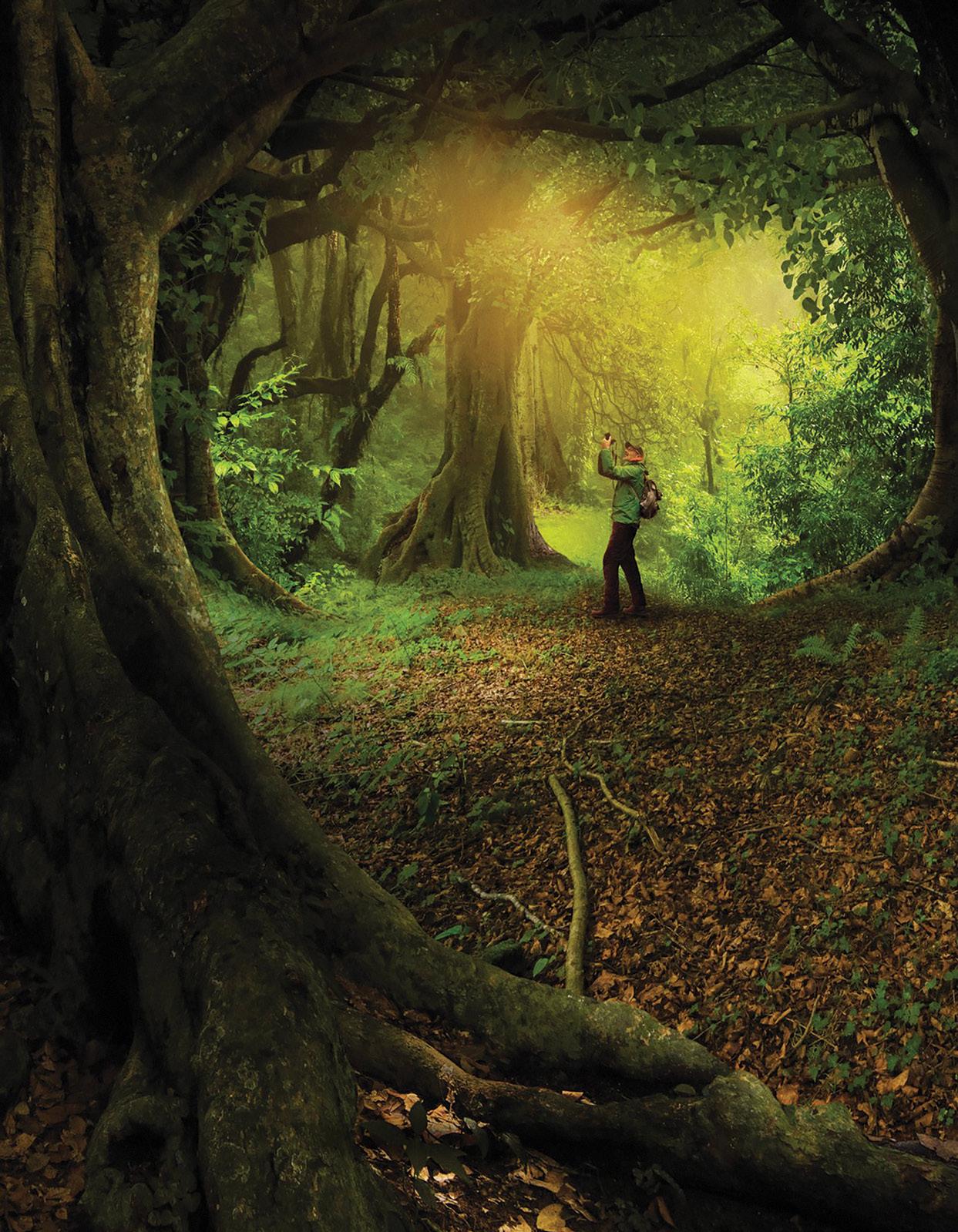 Cover for The Hidden Life of Trees