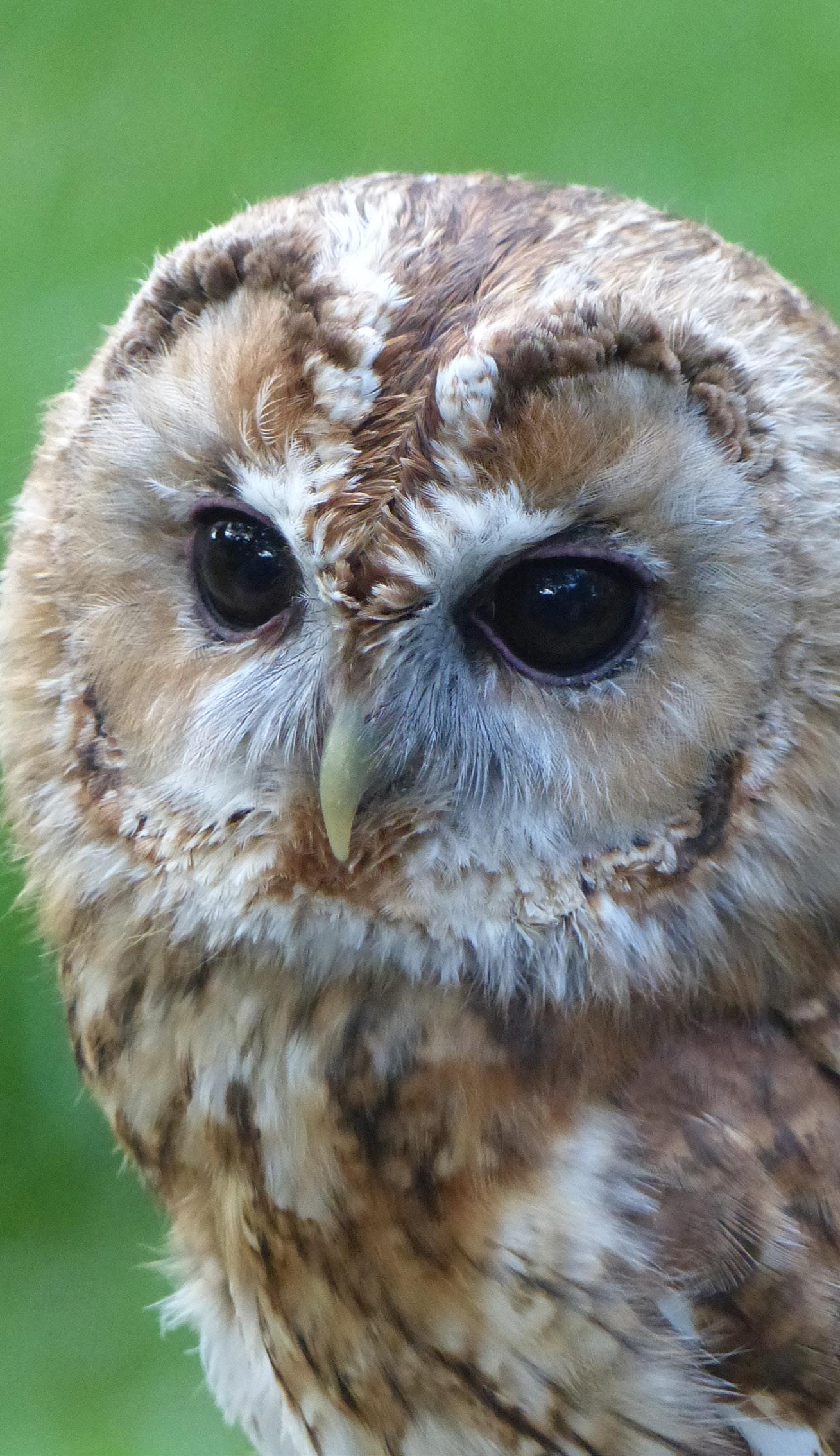 Cover for Brigit Strawbridge