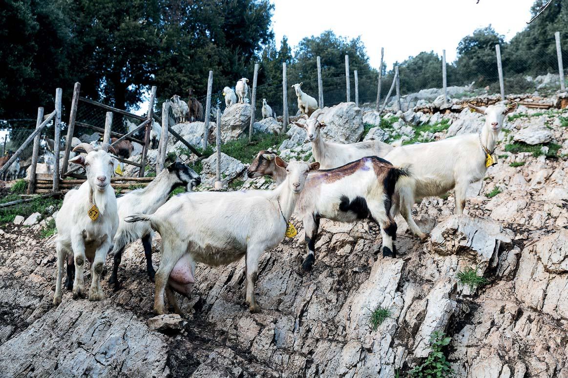 Di che colore definiresti il \u200b\u200bmio nuovo bassotto adottato? È nero e fulvo?  Sabele? Qualcos'altro? È un salvataggio e suo padre era un pezzato. :  r/Dachshund, image size:1163x775