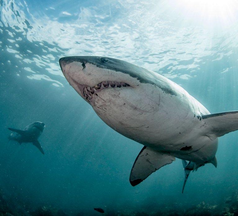 Cover for PROGRAMMING