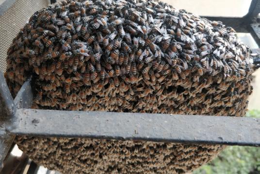 Cover for Hello friends! Beekeeper not bee remover!