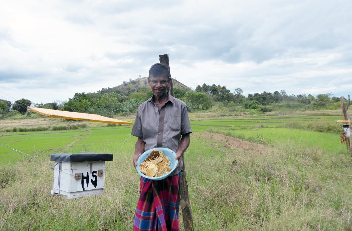 Cover for Sri Lankan elephants retreat from the sound of Asian honey bees
