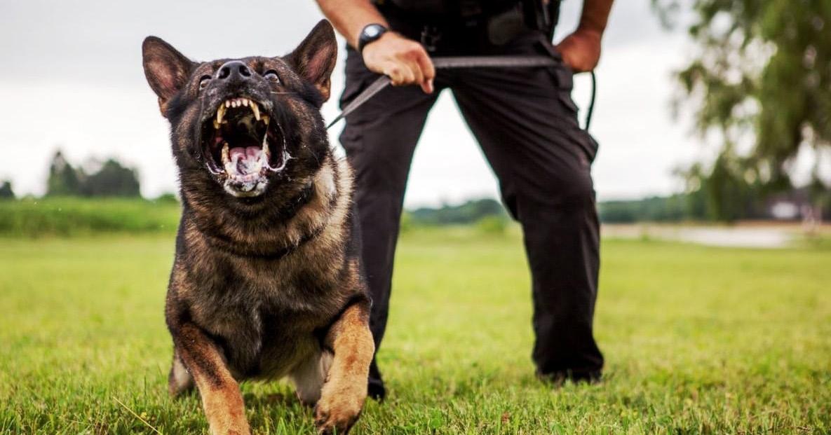 Cover for El perro de seguridad o protección