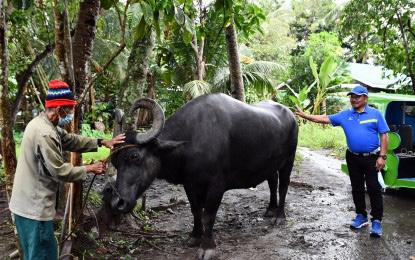 Cover for ‘BIGGEST’ CARABAO IN MINDANAO FOUND IN SARANGANI