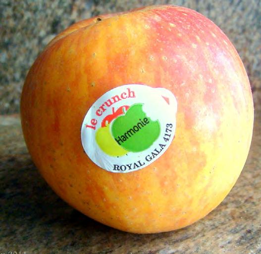 Cover for Retail Randoms