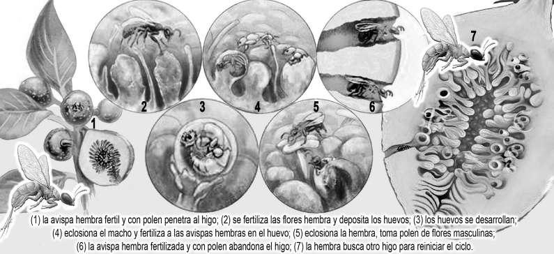 Fruto y semillas de caoba; son evidentes los segmentos de la cápsula