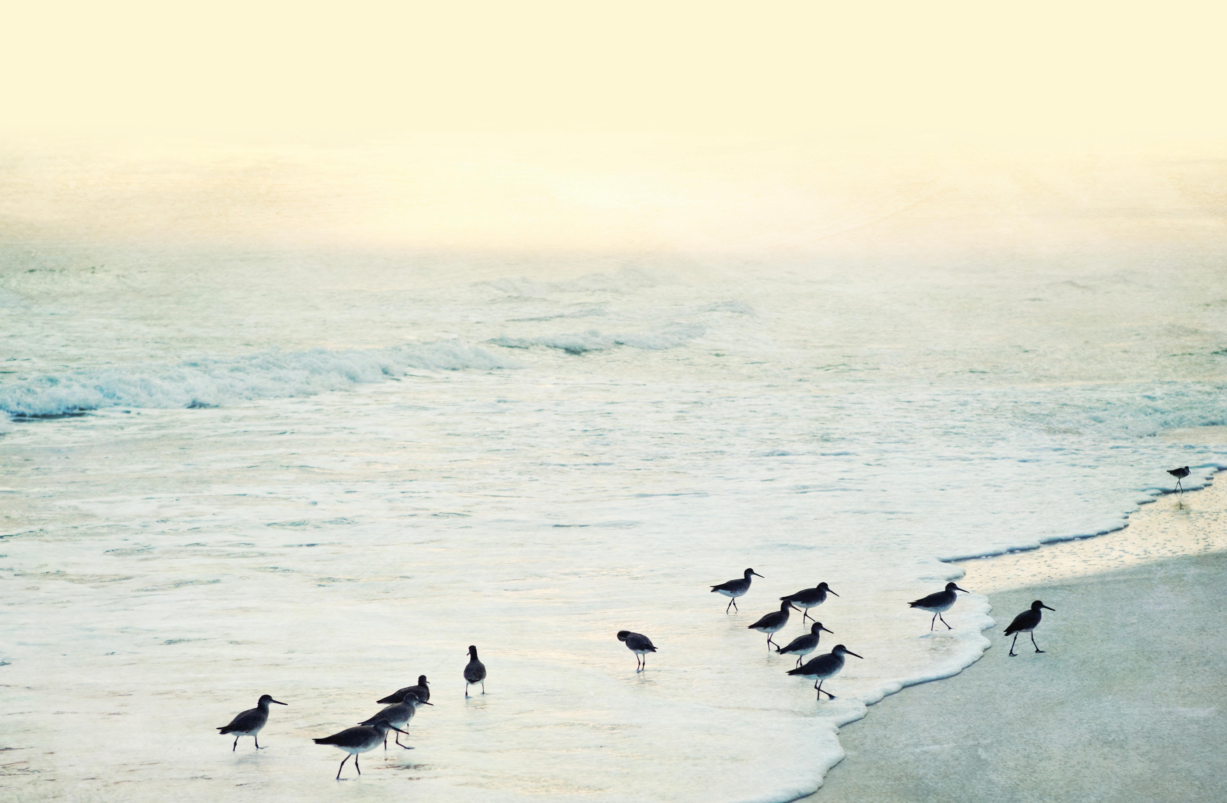 Cover for Sandpiper Candles