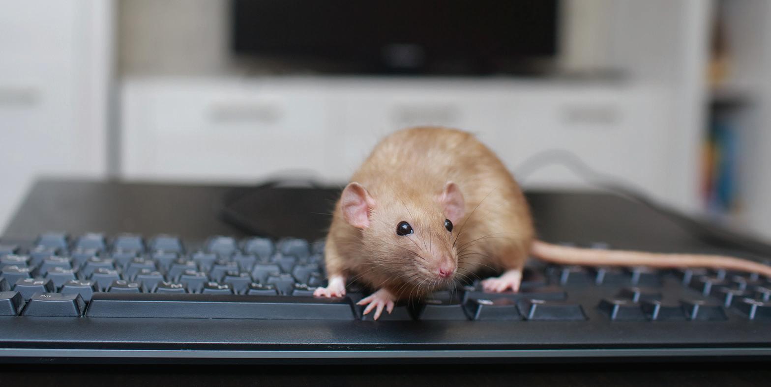 Cover for Why pest prevention should be a top priority