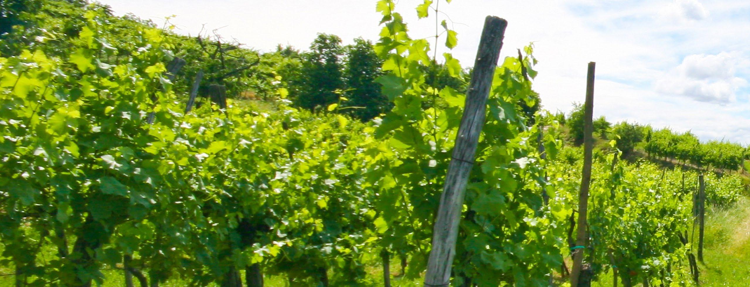 Cover for Oregon Wineries/Vineyards