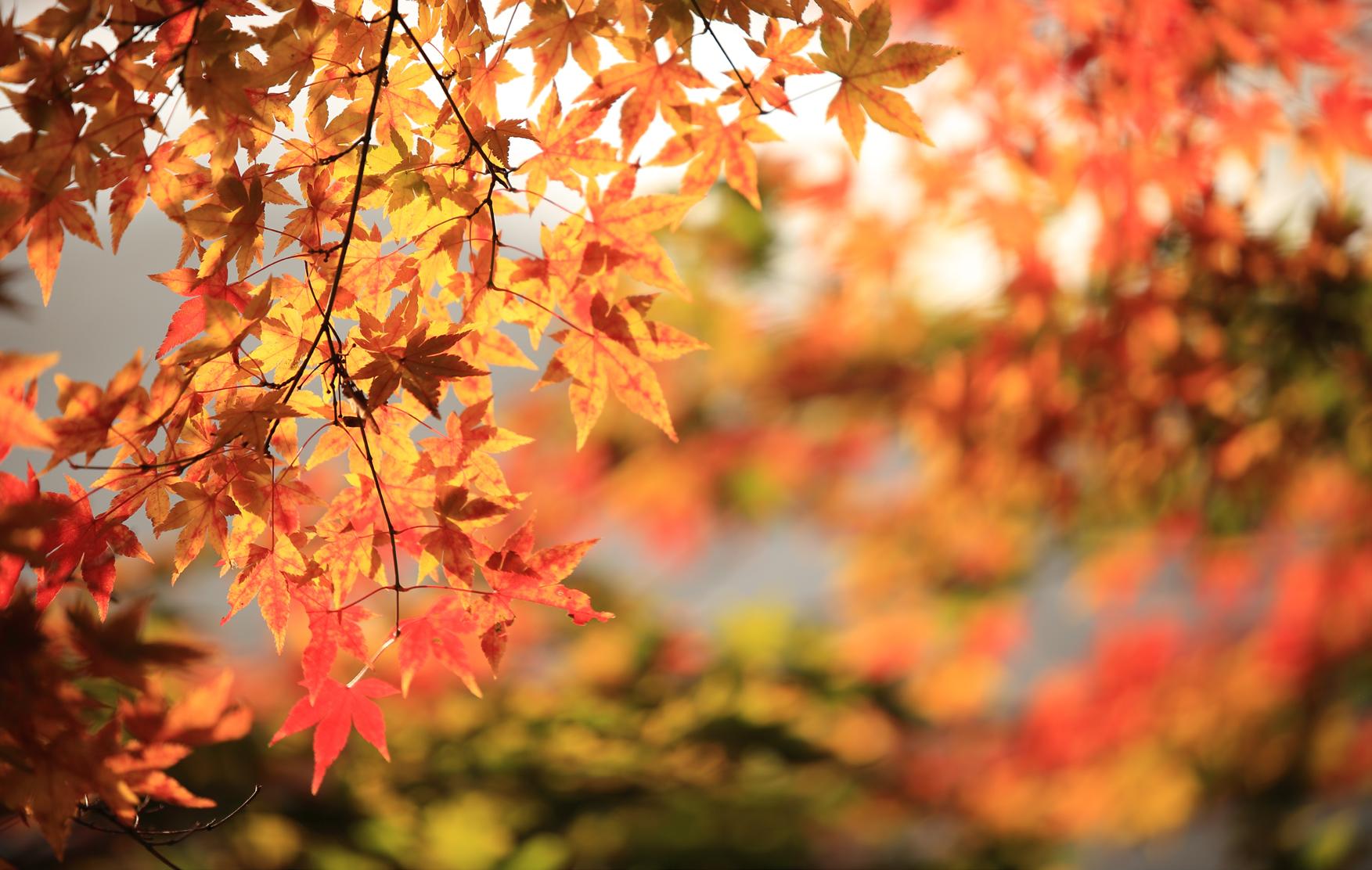 Cover for Your garden in September