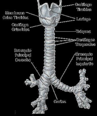 28. del sistema inferior - Issuu