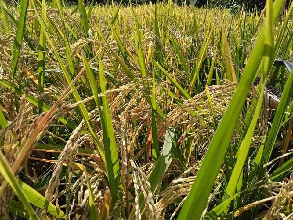 Cover for HYBRID RICE GROWS IN UPLANDS OF MINDANAO