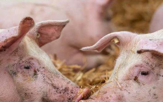 Cover for ‘RECOVERY ACTIVITY’ KONTRA ASF, NAKATAKDA NG SIMULAN SA SURSUR