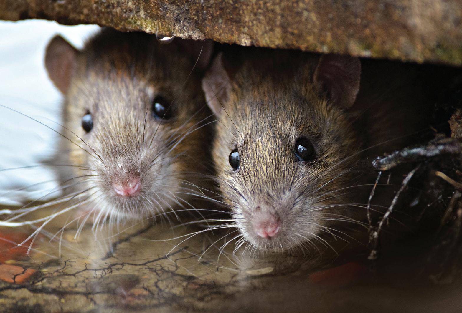 Cover for Pest problems in new builds are more common than old properties
