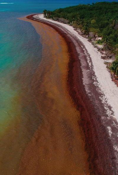 Cover for Trouble in paradise