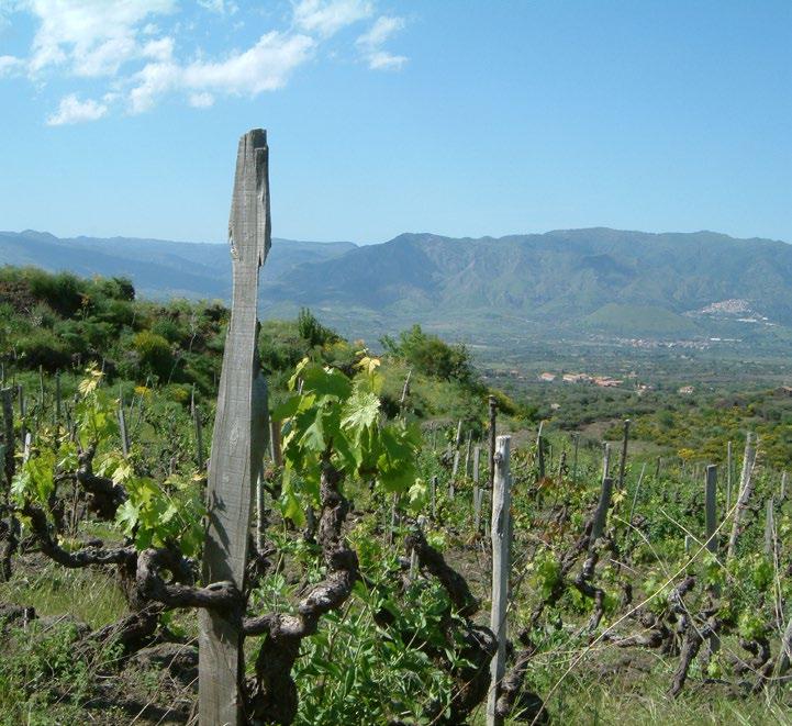 Cover for Wine: Why corks may or may not matter