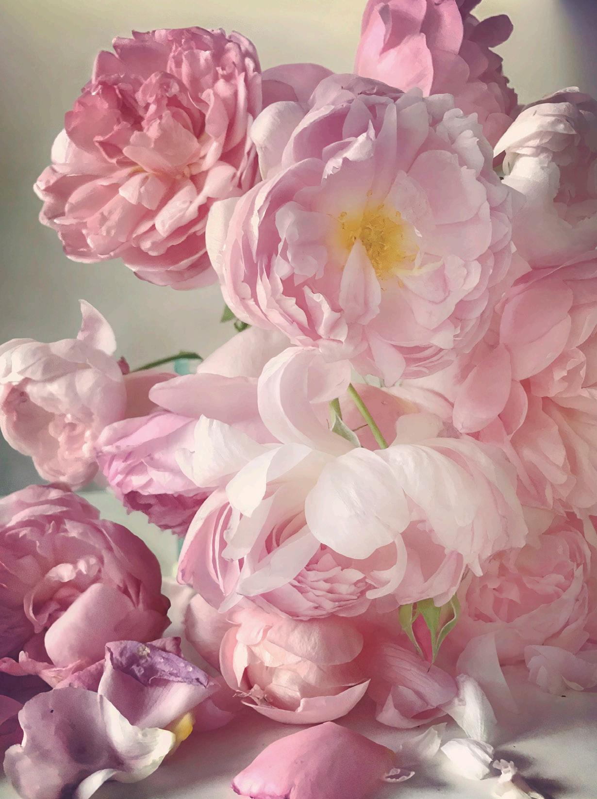 Revista La Vida en Rosa, Otoño Invierno 2021 by La Vida en Rosa - Issuu