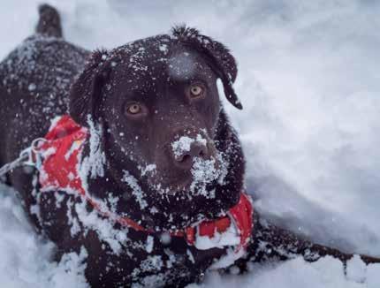 Cover for Pet Network Humane Society