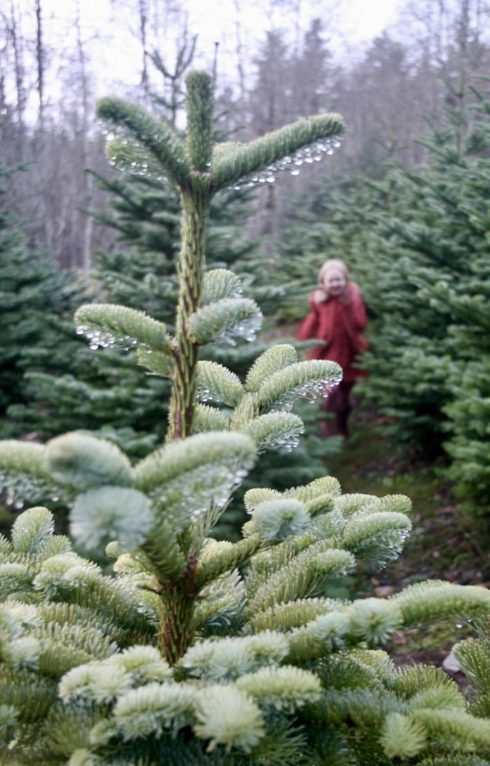 Cover for Choose the Perfect Tree