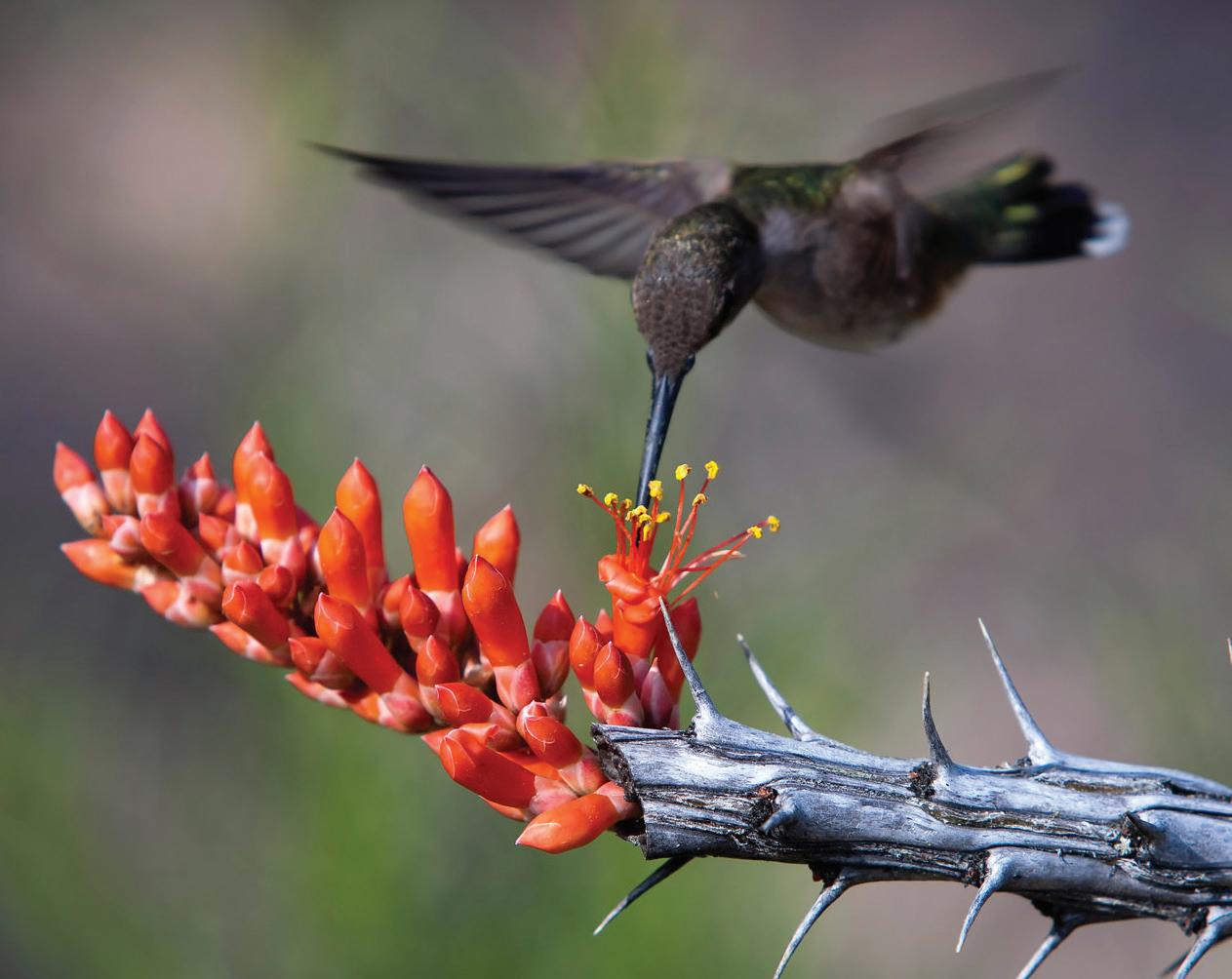  Hummingbird on Fouquieria splendens (Ocotillo)