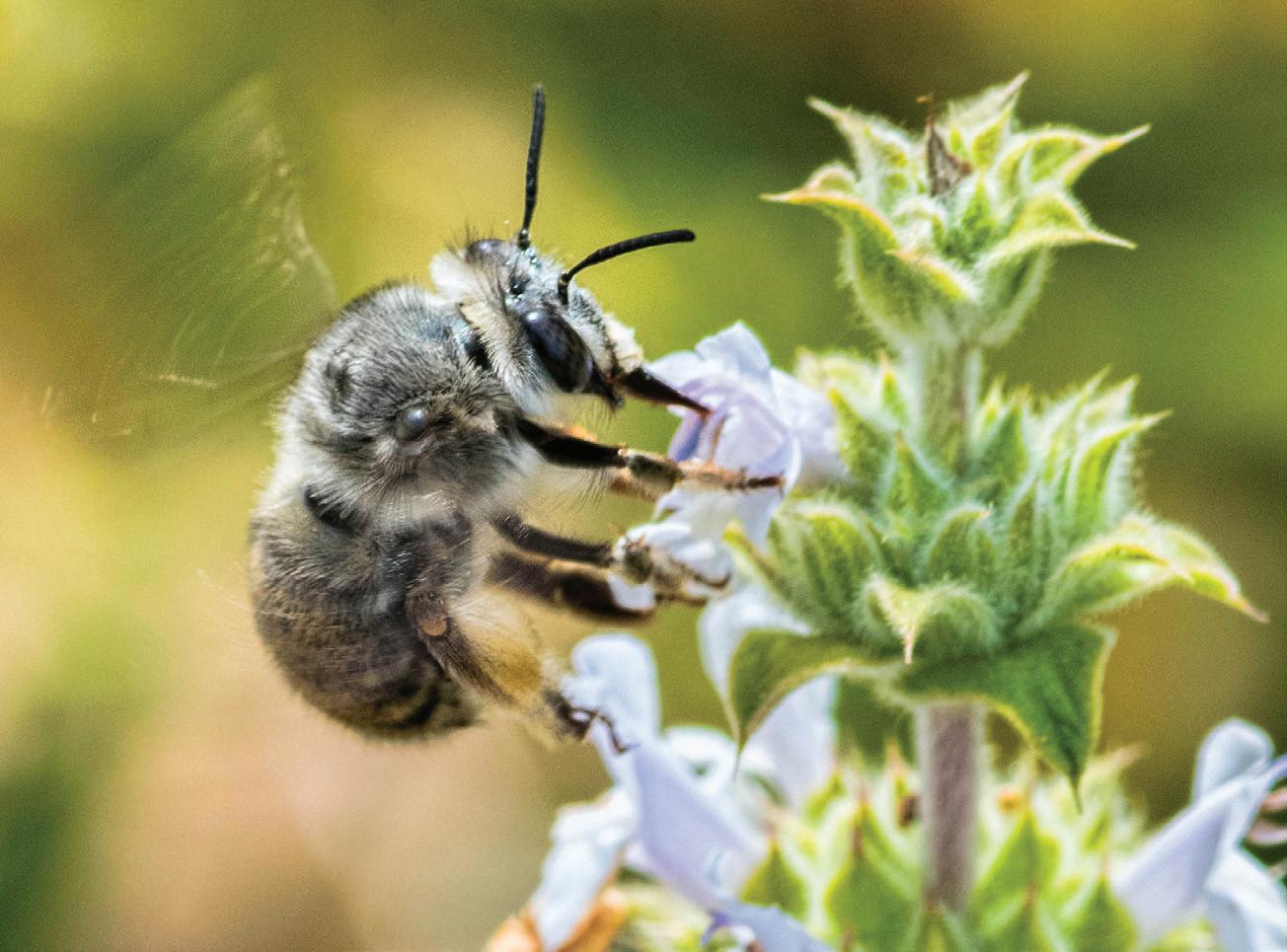 Native bee on Salvia mellifera (Black Sage)