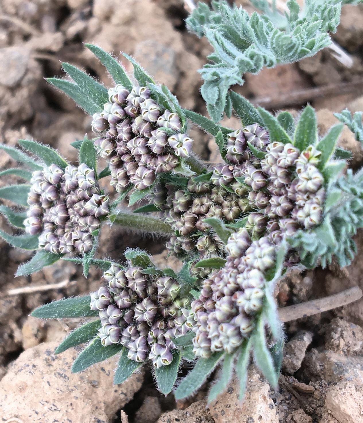 A new lomatium (Lomatium sp. nov.) documented on Bald Mountain