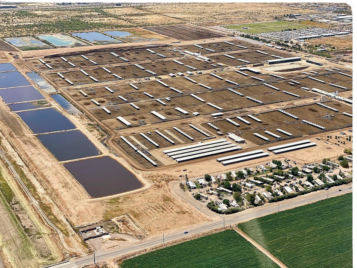 Cover for ARIZONA DAIRY COMPANY