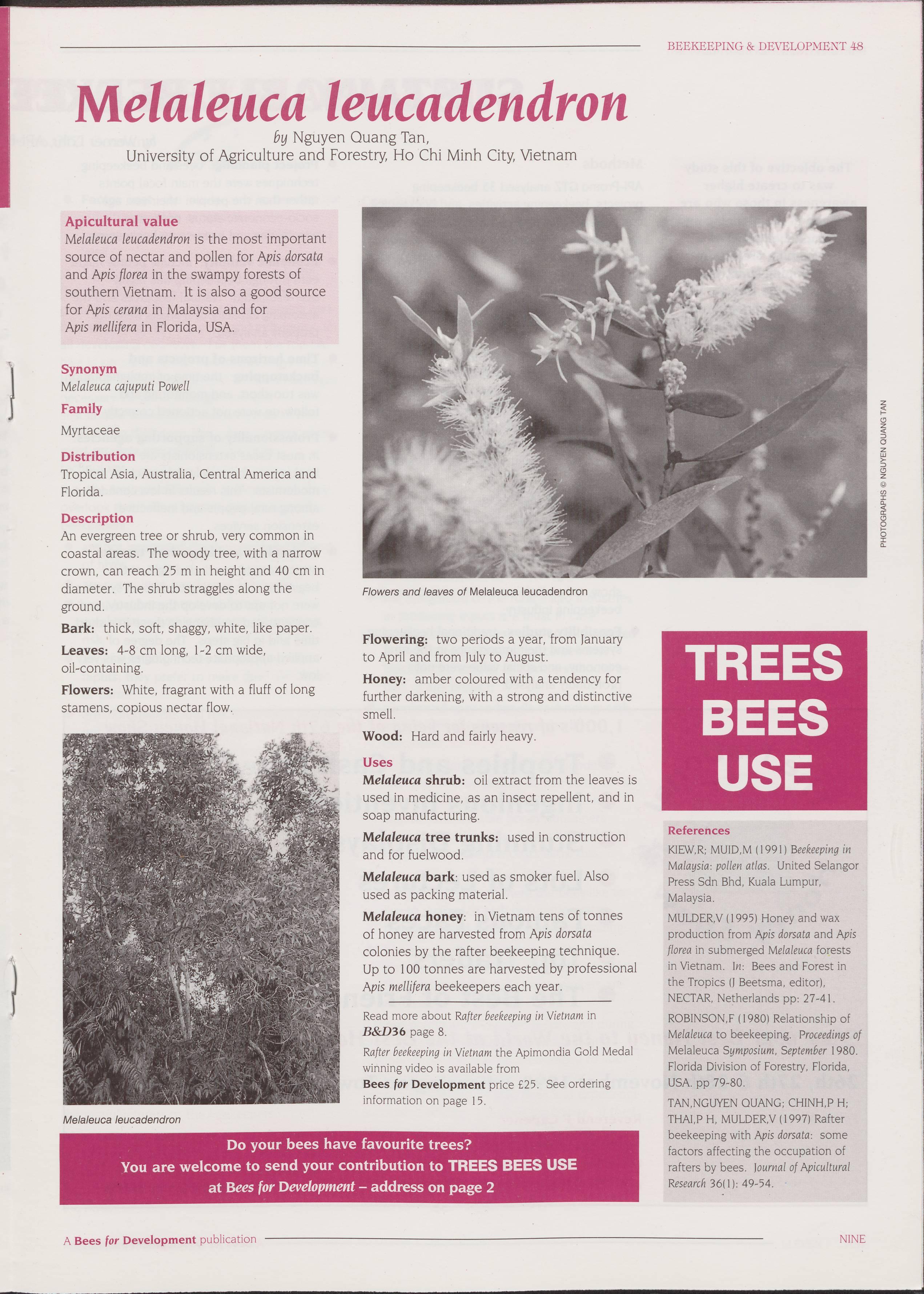 Trees bees use - Melaleuca leucadendron