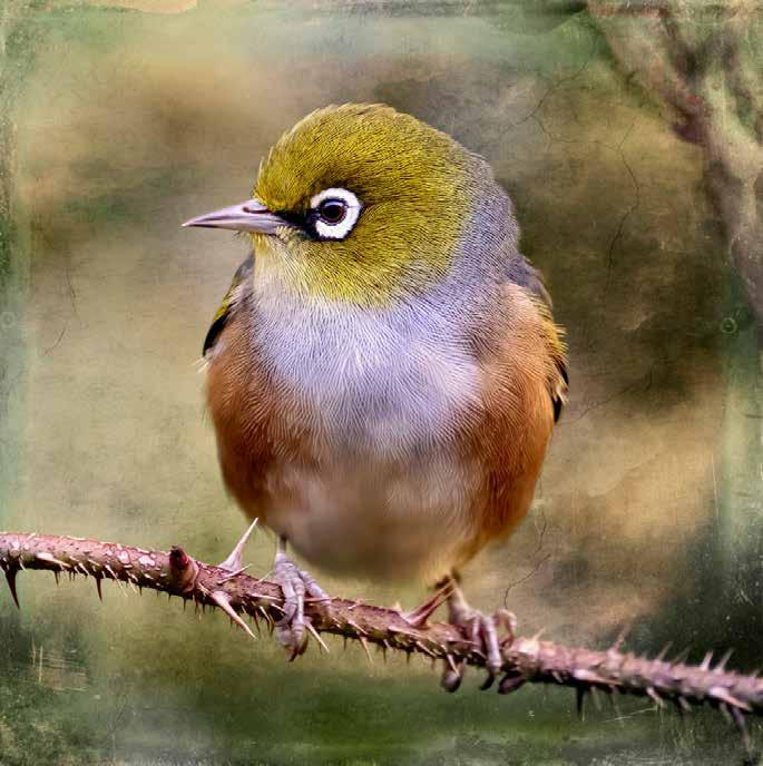Featured Artist - Judi Lapsley Miller