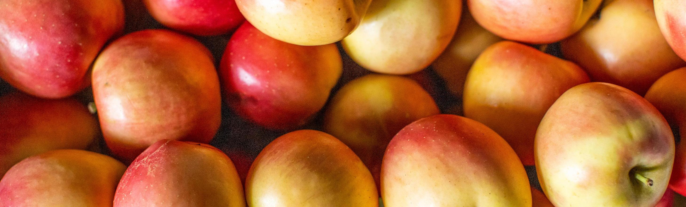 Cover for Industry Research: Organic Food & Probiotics