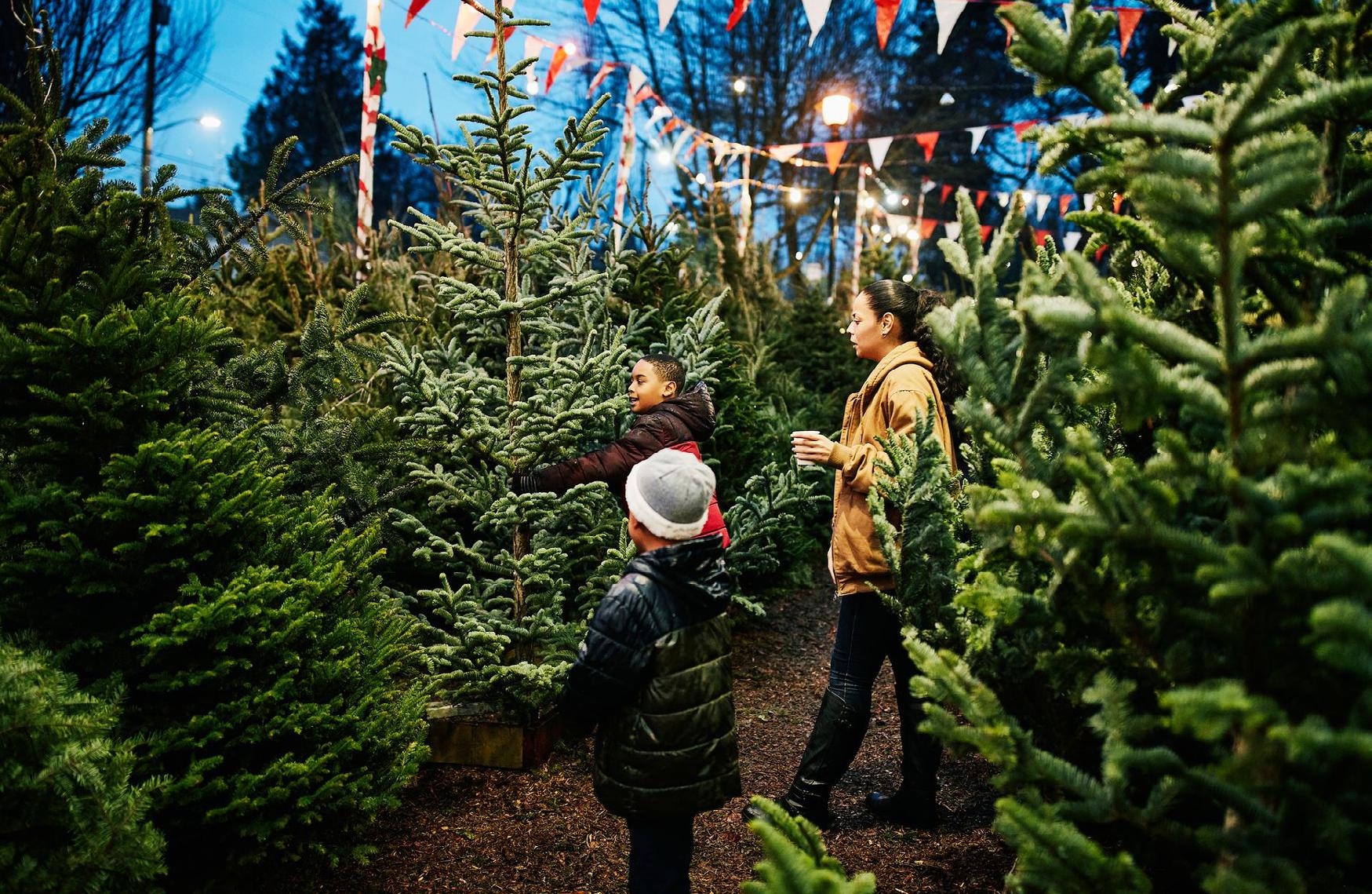 Cover for Your garden