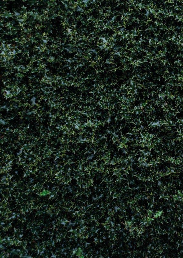 Cover for Brooke Combe