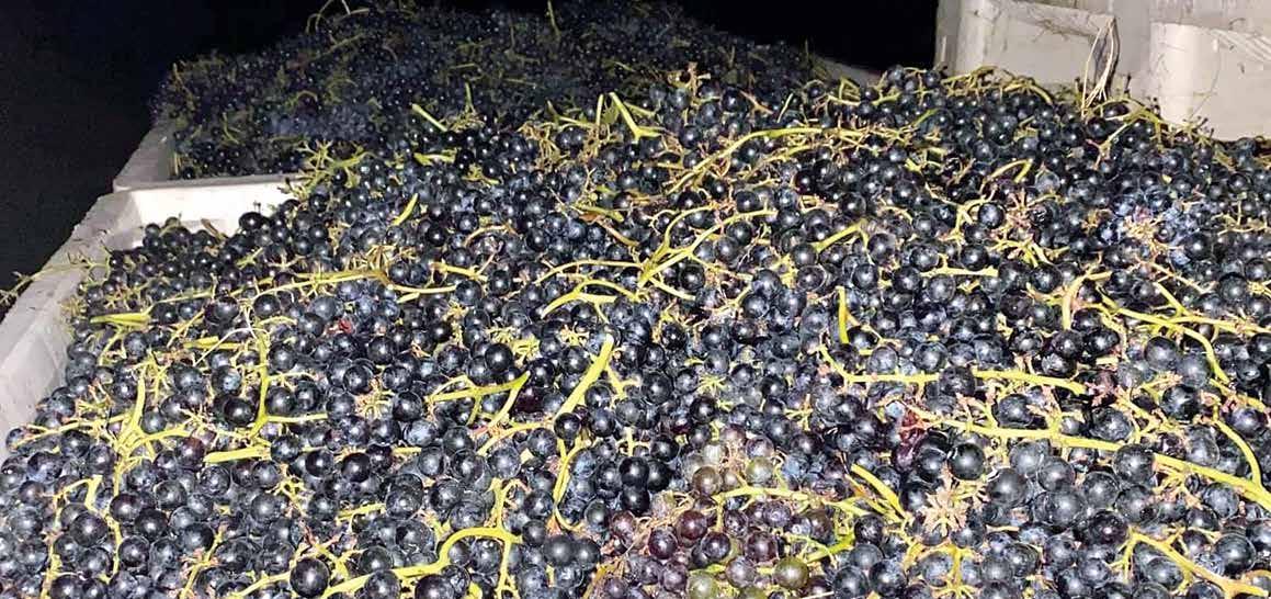 Cover for Exploring Virginia Wines