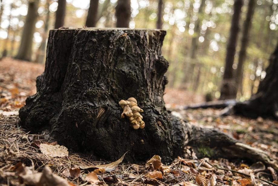 Cover for The Hickory Stump
