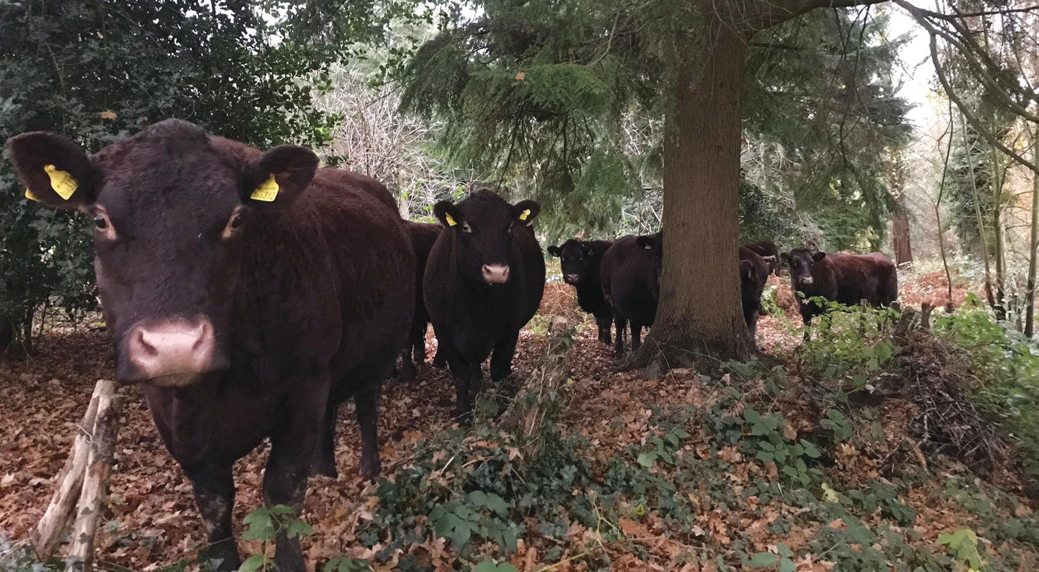 Cover for MONICA AKEHURST