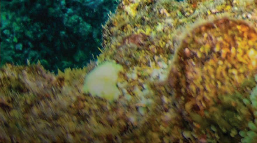 Cover for 1,000 Words