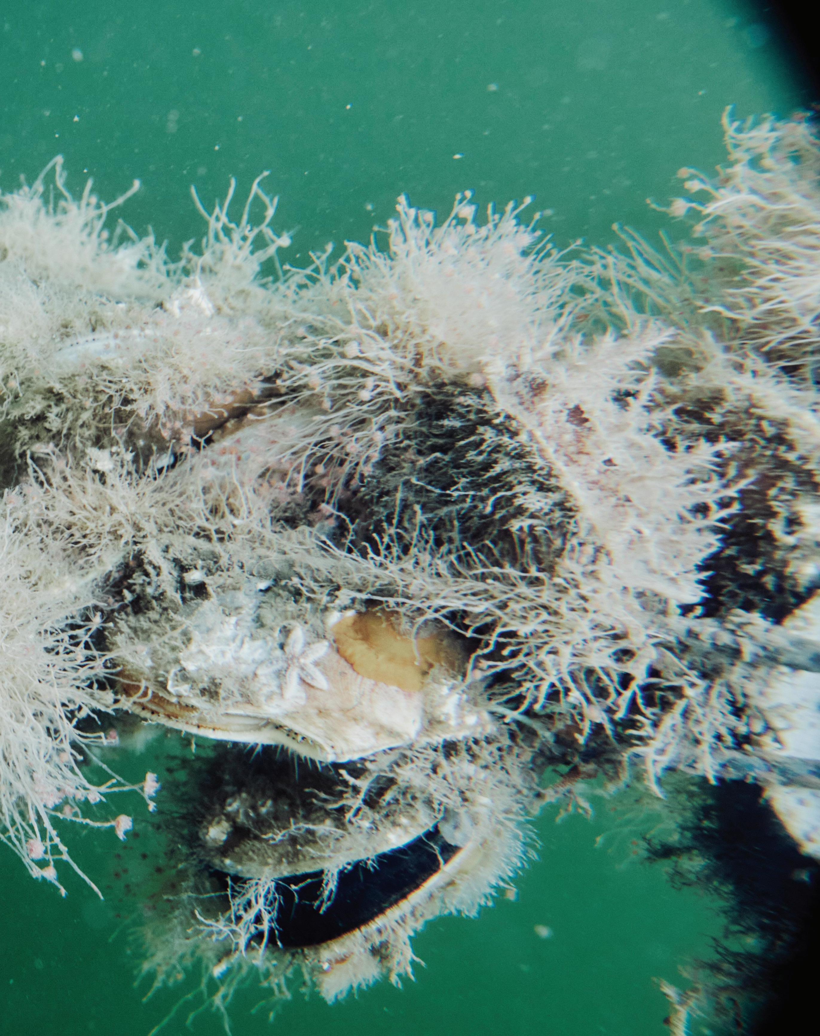 Cover for Scallops on the Line