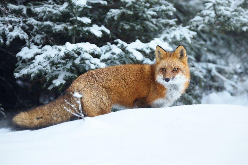 Cover for The Underworld