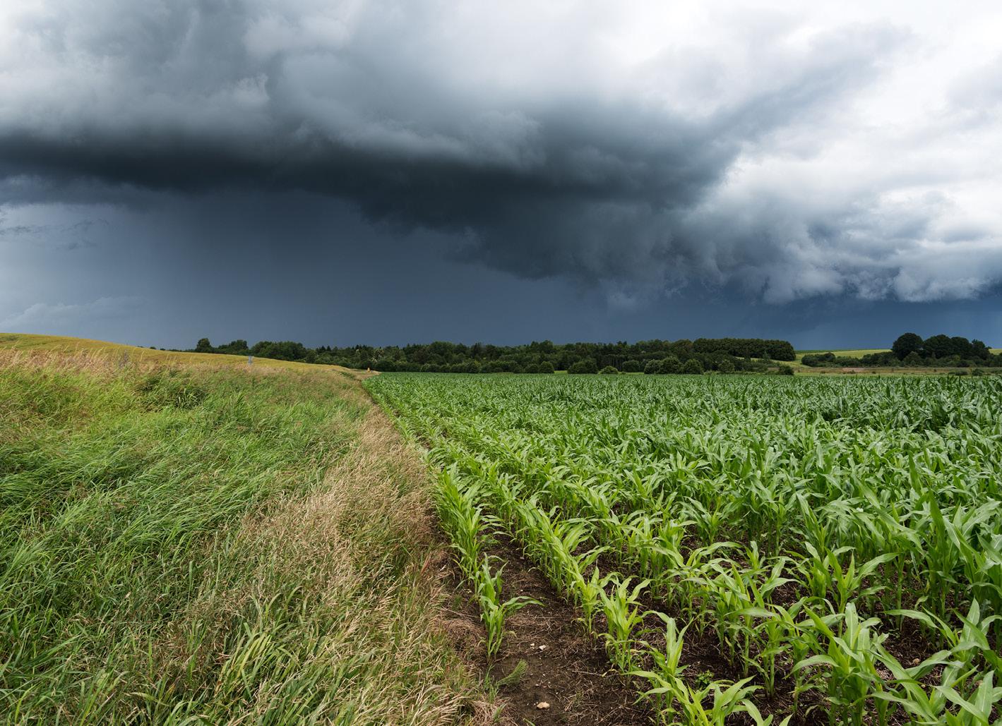 Cover for Crop Insurance News
