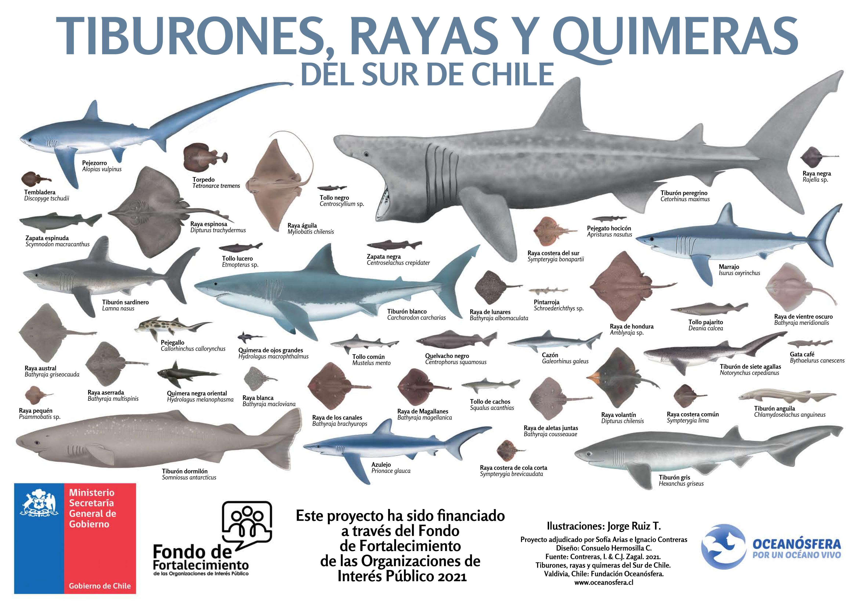 Qué tiburones rayas y quimeras viven en aguas chile- nas? Más de los que  podrías imaginar - Issuu, image size:3509x2481