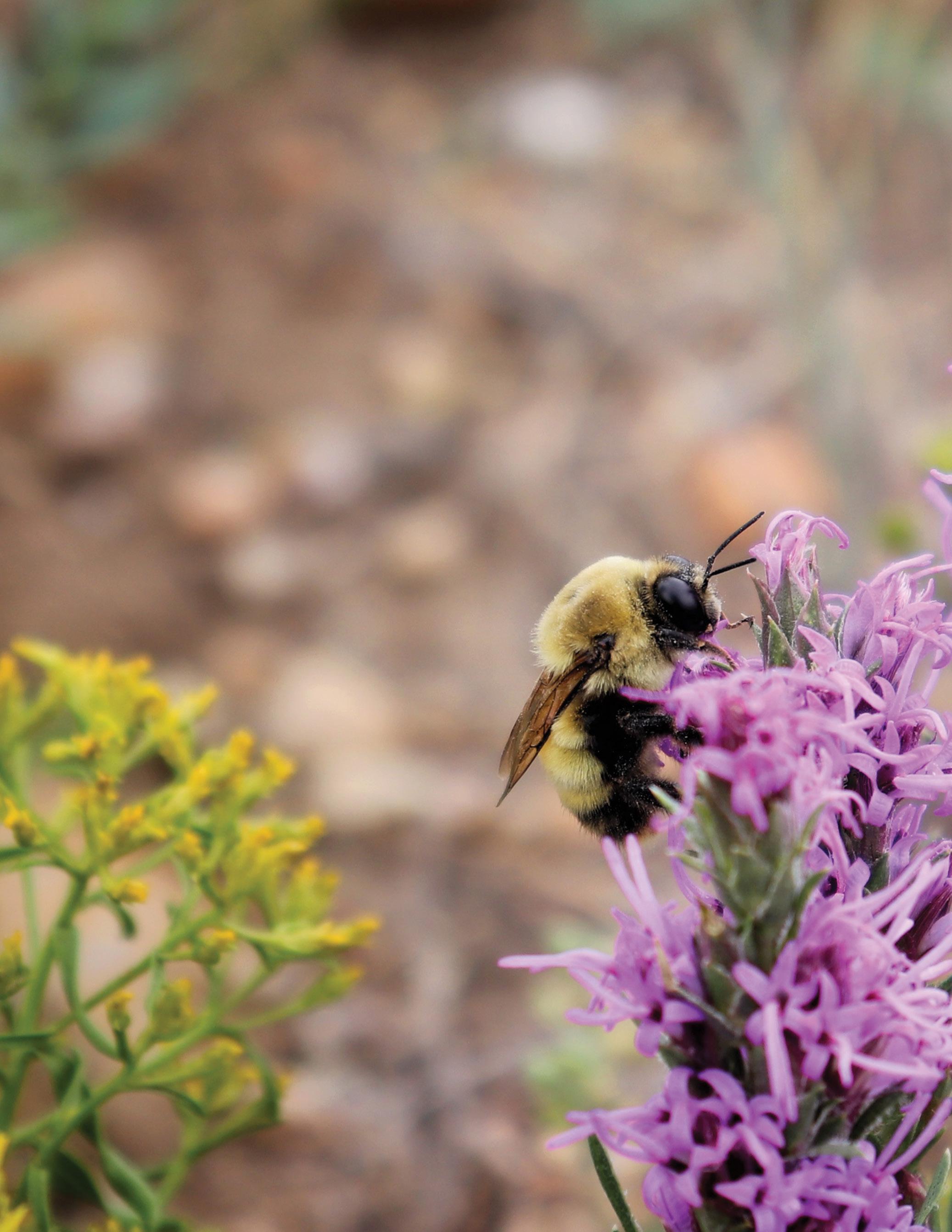 Cover for A Lot of Buzz