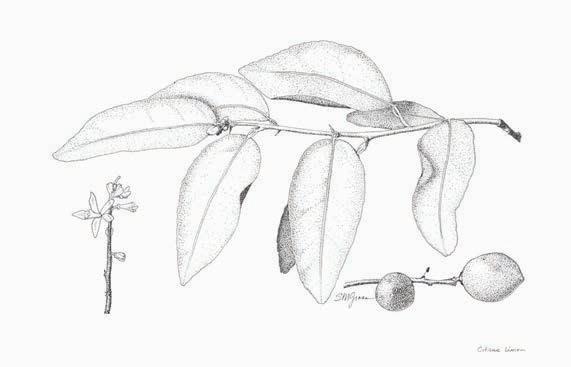 Illusration by Sharon Michener Gross