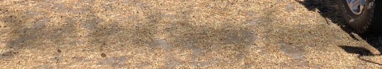 Next level sheep feeding