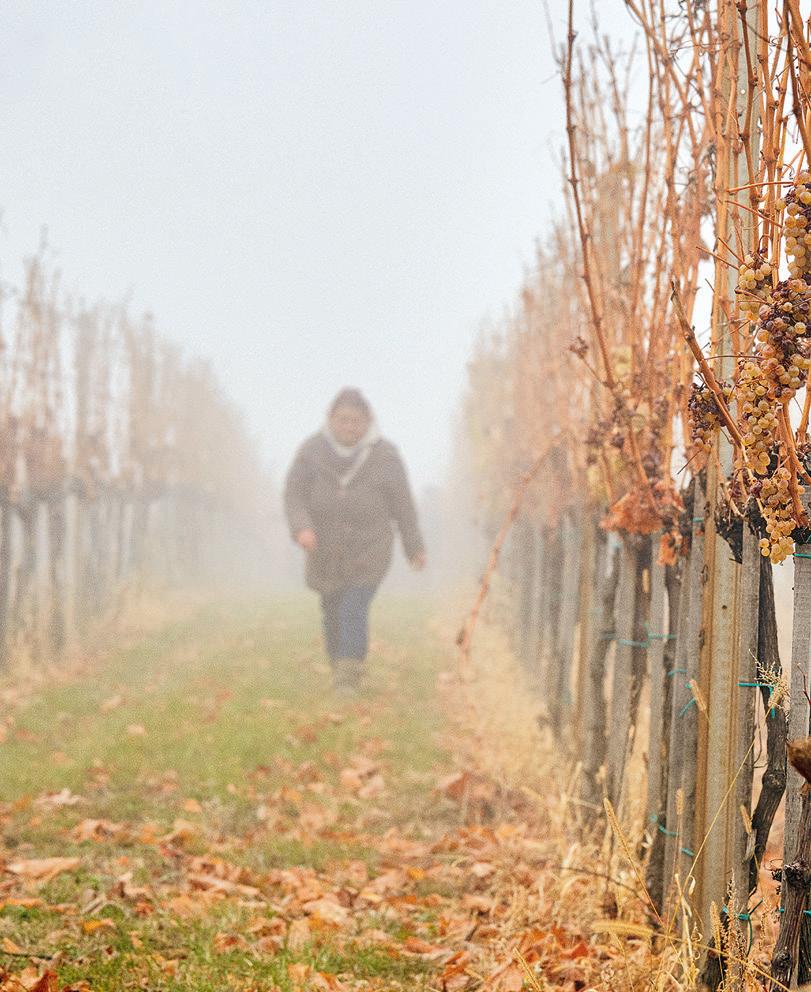 Cover for Die Markenstory