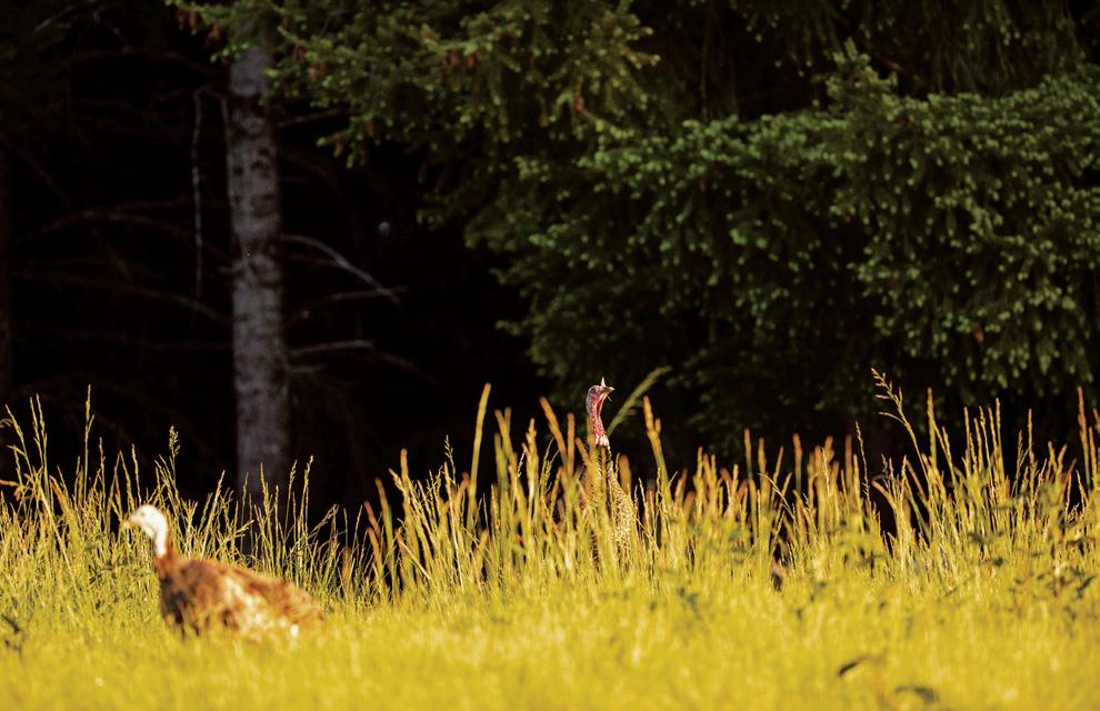 Cover for LAST-CHANCE GOBBLERS