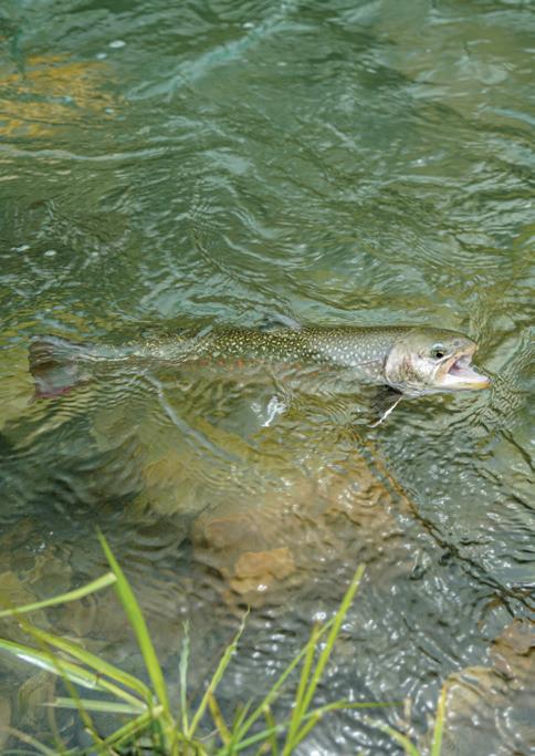 Cover for The Editor’s Note