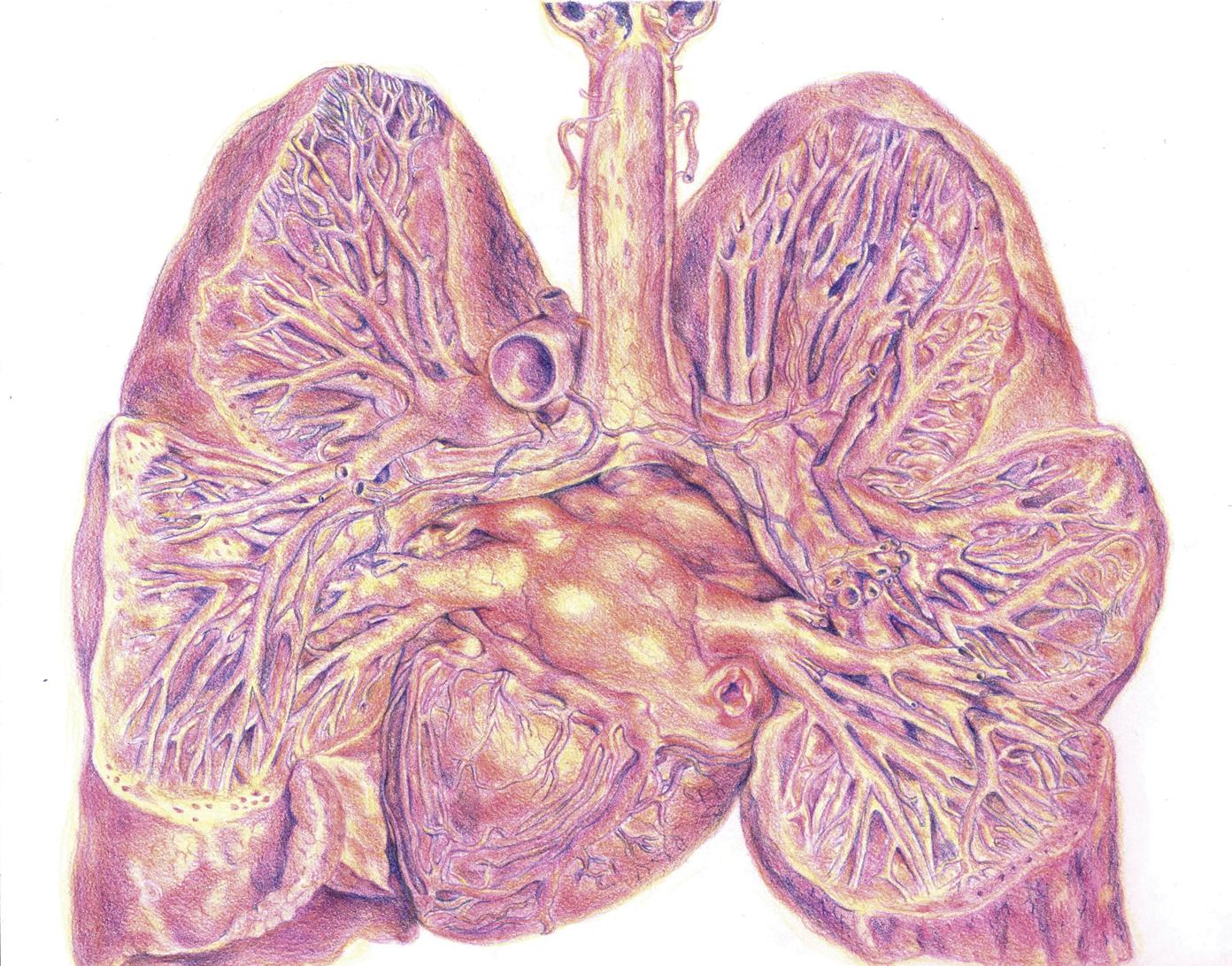 Cover for Lungs Study